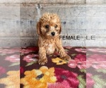 Small #13 Poodle (Miniature)