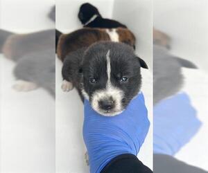 Shepradors Dogs for adoption in Houston, TX, USA