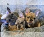 Small Photo #9 French Bulldog Puppy For Sale in OAKDALE, CA, USA