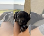 Small #5 Cane Corso