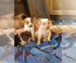 Small Photo #1 Mutt Puppy For Sale in Oakhurst, NJ, USA