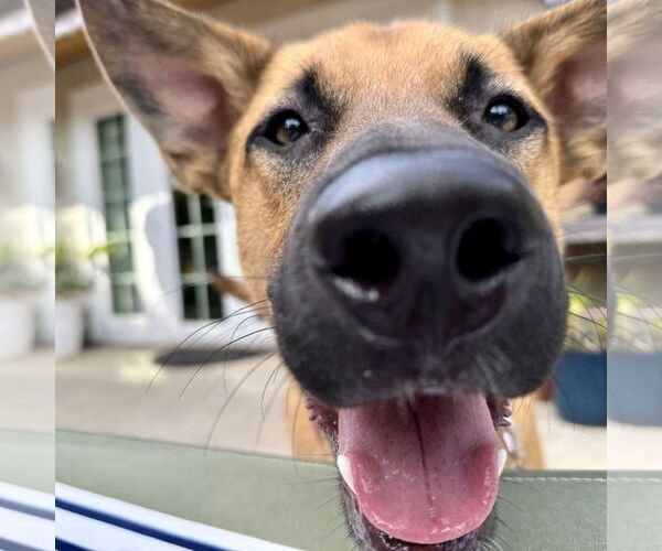 Medium Photo #2 Dutch Shepherd -Unknown Mix Puppy For Sale in San Juan Capistrano, CA, USA