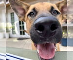 Small #1 Dutch Shepherd  Mix