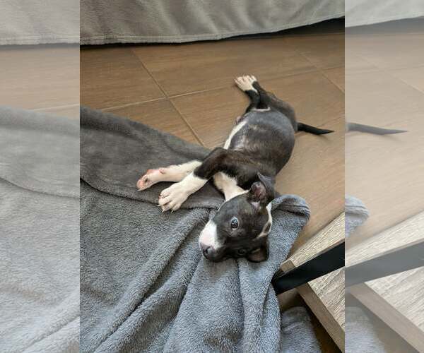 Medium Photo #2 Mutt Puppy For Sale in Kannapolis, NC, USA