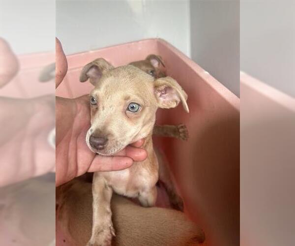 Medium Photo #1 Chihuahua Puppy For Sale in Houston, TX, USA