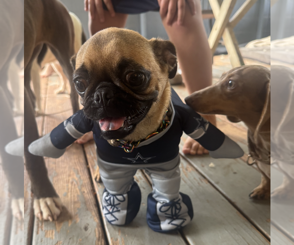 Medium Photo #3 Pug-Unknown Mix Puppy For Sale in Decatur, GA, USA