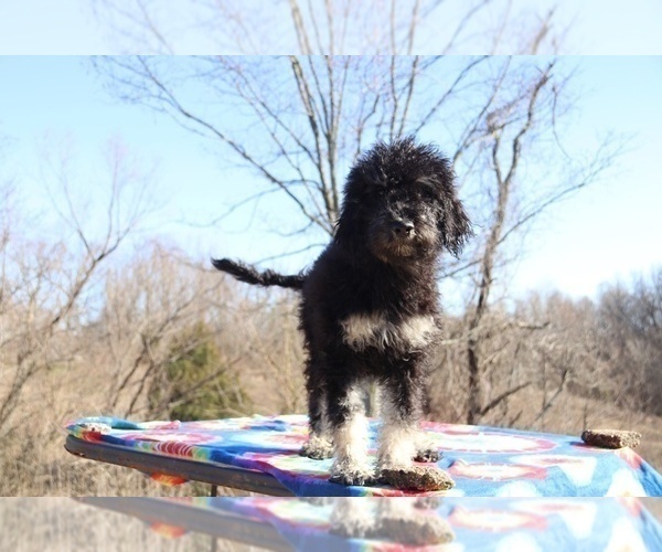 Medium Photo #14 Goldendoodle Puppy For Sale in UNION CITY, TN, USA