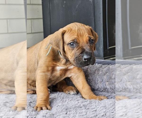 Medium Photo #6 Rhodesian Ridgeback Puppy For Sale in BUMPASS, VA, USA