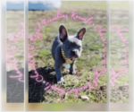 Puppy Chanel Bulldog