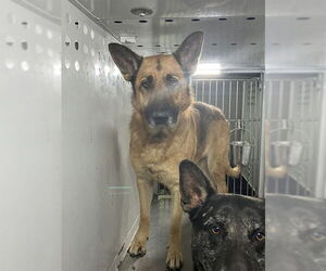 German Shepherd Dog Dogs for adoption in Stockton, CA, USA