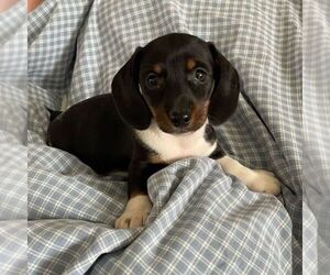 Dachshund Puppy for sale in THORP, WI, USA