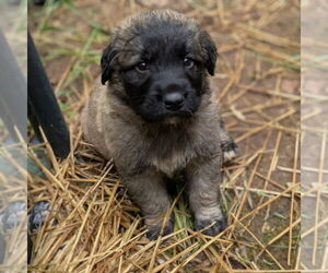 Mastiff-Unknown Mix Dogs for adoption in Vail, AZ, USA