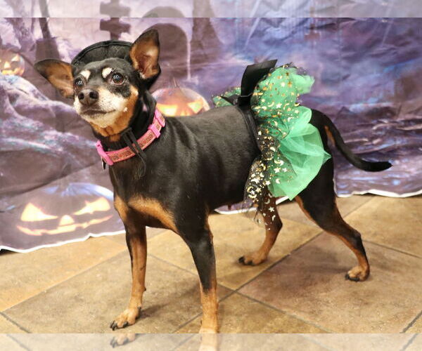 Medium Photo #1 Miniature Pinscher-Unknown Mix Puppy For Sale in Victorville, CA, USA