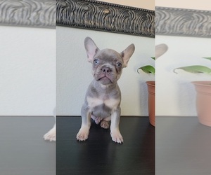French Bulldog Puppy for sale in PROSPER, TX, USA