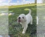 Small #1 Great Pyrenees