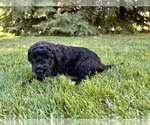 Small Photo #7 Portuguese Water Dog Puppy For Sale in RIGBY, ID, USA