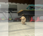 Small #7 Golden Retriever