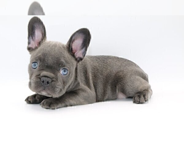 Medium Photo #2 French Bulldog Puppy For Sale in GREAT FALLS, VA, USA