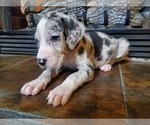 Small Photo #3 Great Dane Puppy For Sale in LYERLY, GA, USA
