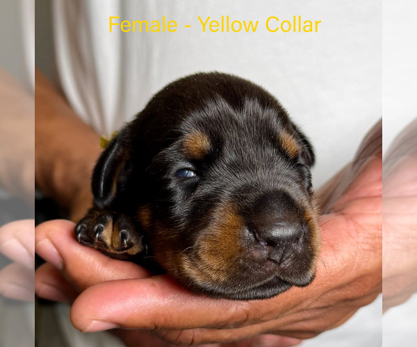 Medium Photo #8 Doberman Pinscher Puppy For Sale in LAKELAND, FL, USA