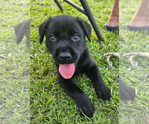 Medium Photo #2 Labrador Retriever-Unknown Mix Puppy For Sale in Oakhurst, NJ, USA