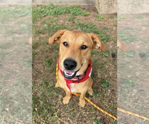 Golden Retriever-Unknown Mix Dogs for adoption in Euless, TX, USA