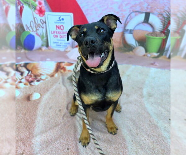 Medium Photo #2 Shepweiller Puppy For Sale in Long Beach, CA, USA