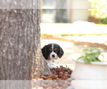 Small #1 Cavalier King Charles Spaniel