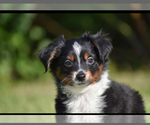 Small #2 Miniature Australian Shepherd