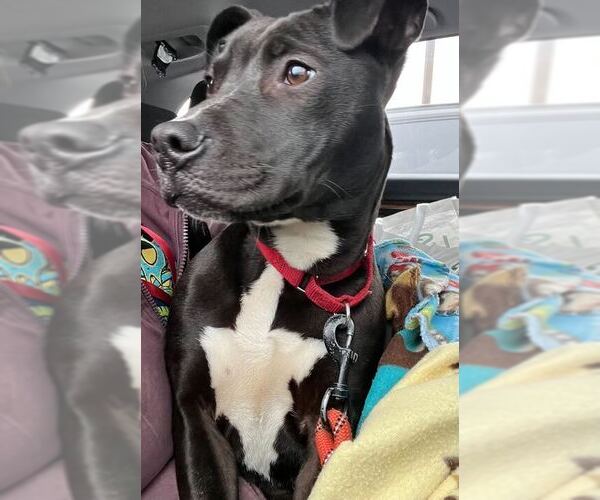 Medium Photo #8 Mutt Puppy For Sale in Elmsford, NY, USA