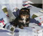 Small Photo #12 Bernedoodle (Miniature) Puppy For Sale in MILWAUKEE, WI, USA