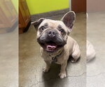 Petals - Female French Bulldog Dog for Adoption - Small photo