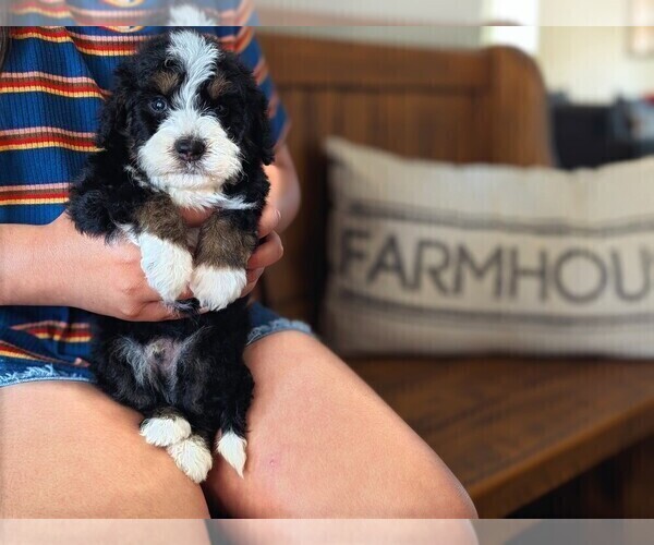 Medium Photo #32 Bernedoodle (Miniature) Puppy For Sale in DAVIS, CA, USA