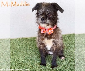 Brussels Griffon-Poodle (Miniature) Mix Dogs for adoption in San Diego, CA, USA