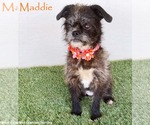 Small Brussels Griffon-Poodle (Miniature) Mix