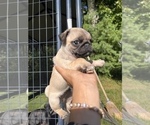 Small Photo #4 Pug Puppy For Sale in FOSTER, RI, USA