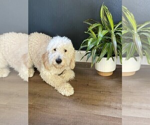Goldendoodle Puppy for sale in P HILL, OH, USA