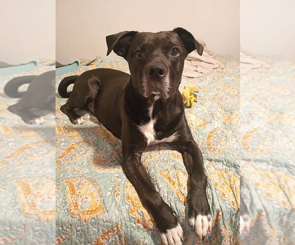 Medium Photo #9 Labrador Retriever-Unknown Mix Puppy For Sale in Ellijay, GA, USA