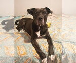 Small #8 Labrador Retriever Mix
