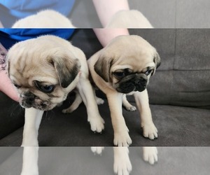 Pug Puppy for sale in DELAWARE, OH, USA