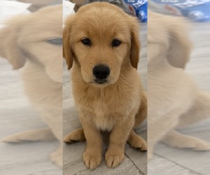 Golden Retriever Puppy for sale in GLENDALE, CA, USA