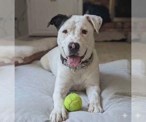 American Bulldog-Unknown Mix Dogs for adoption in Germantown, OH, USA