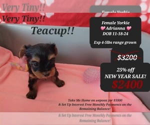 Yorkshire Terrier Puppy for sale in TUCSON, AZ, USA