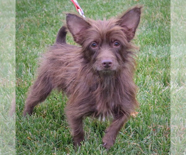 Medium Photo #2 Toxirn Puppy For Sale in Huntley, IL, USA