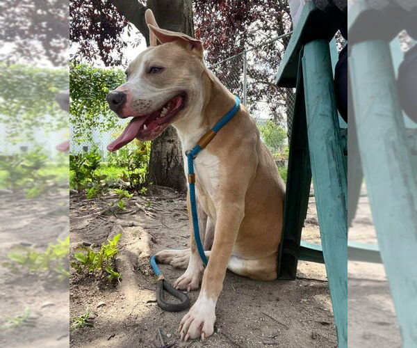 Medium Photo #9 Mutt Puppy For Sale in Crete, IL, USA