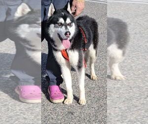 Fargo - Male Alusky Dog for Adoption - Photo #7