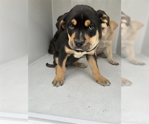 Medium Photo #1 Mutt Puppy For Sale in Houston, TX, USA