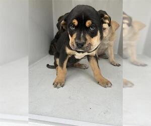 Mutt Dogs for adoption in Houston, TX, USA