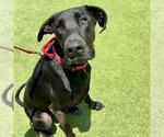 Small #1 Great Dane Mix