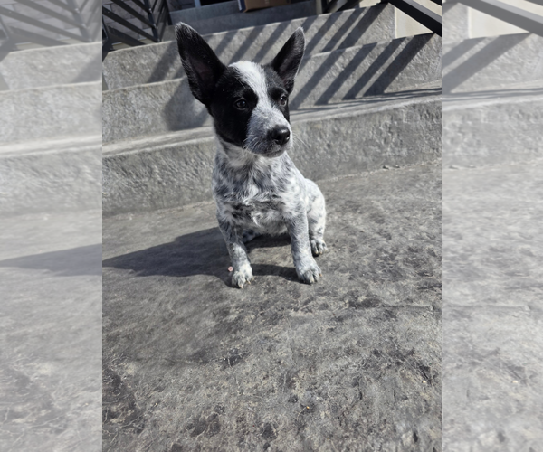 Medium Photo #2 Australian Kelpie-Unknown Mix Puppy For Sale in MIDWAY, UT, USA